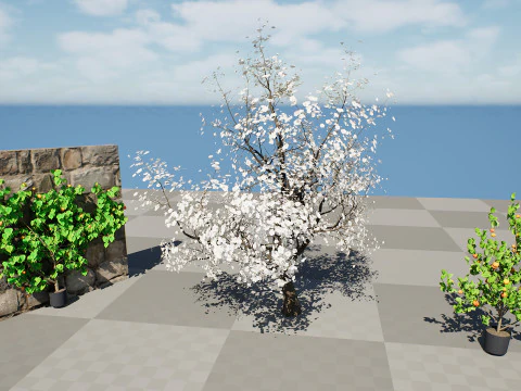 Albero di sapore di albicocca britannica Modello 3D