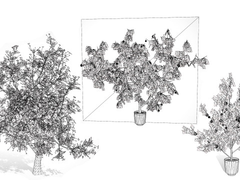 British Apricot Flavorcot Tree 3D Modell