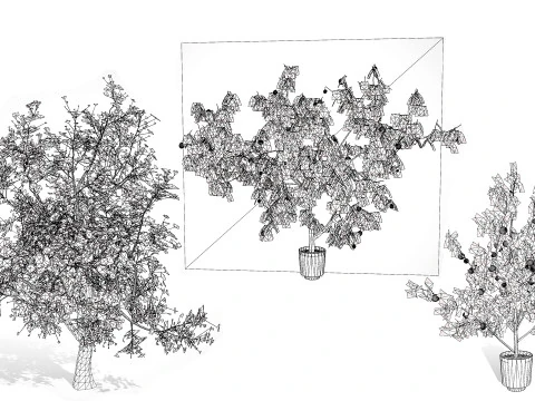 Albero di sapore di albicocca britannica Modello 3D