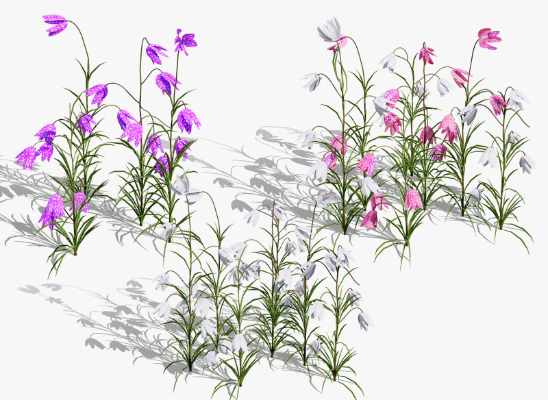 British Fritillary Flowers s 3D Модель .c4d .max .obj .3ds .fbx .stl .blend 
