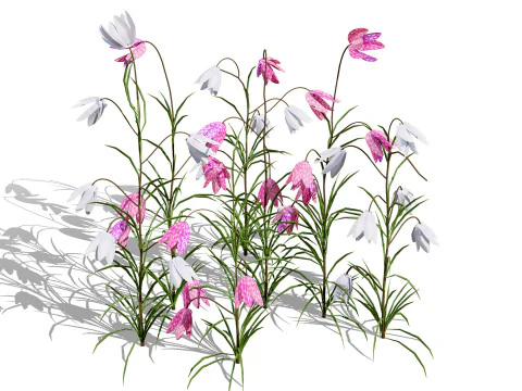 British Fritillary Flowers s 3D Model