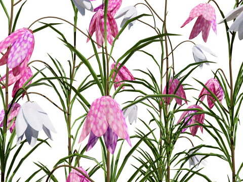 British Fritillary Flowers s 3D Model