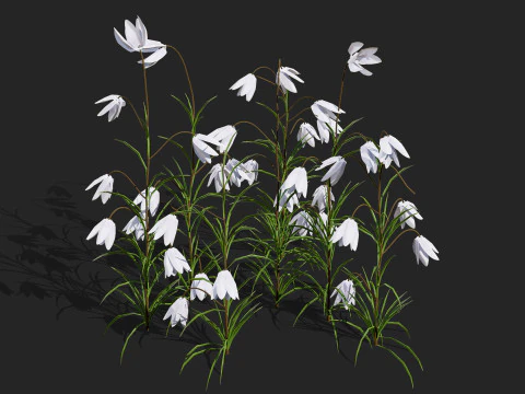 British Fritillary Flowers s 3D Model