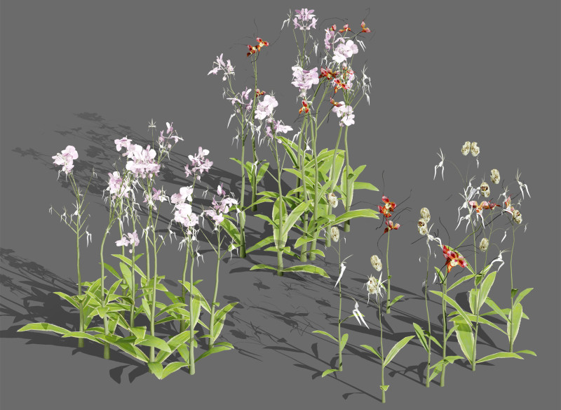 Ghost Orchid 3D Model .c4d .max .obj .3ds .fbx .stl .blend