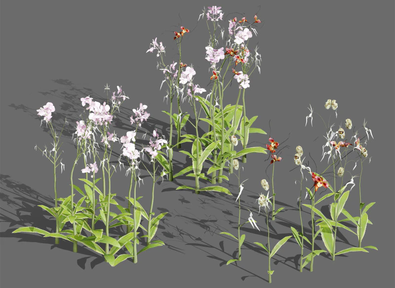 유령 난초 3D 모델 .c4d .max .obj .3ds .fbx .stl .blend 