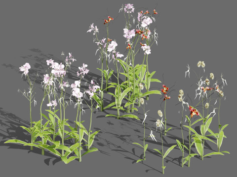 Ghost Orchid 3Dモデル