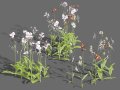 Ghost Orchid 3D Model