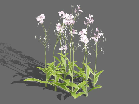 유령 난초 3D 모델