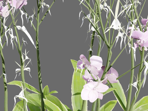 Ghost Orchid 3D Model