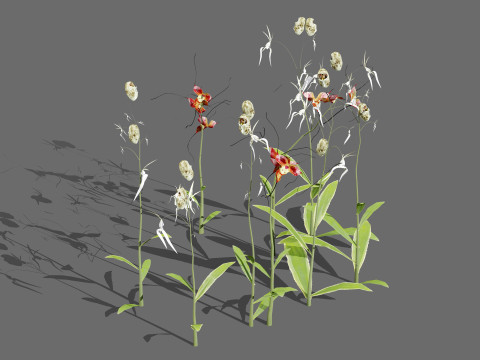 Ghost Orchid 3D Model