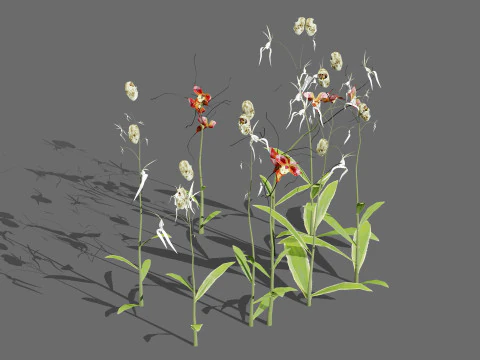 유령 난초 3D 모델
