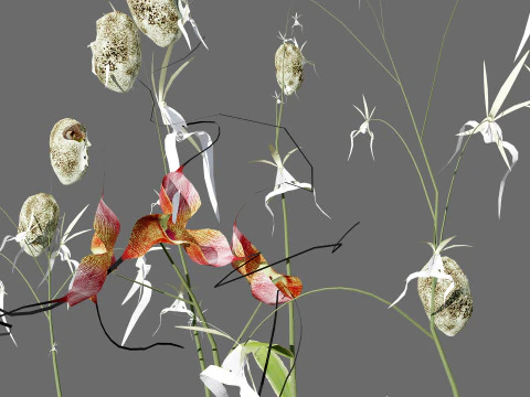 유령 난초 3D 모델