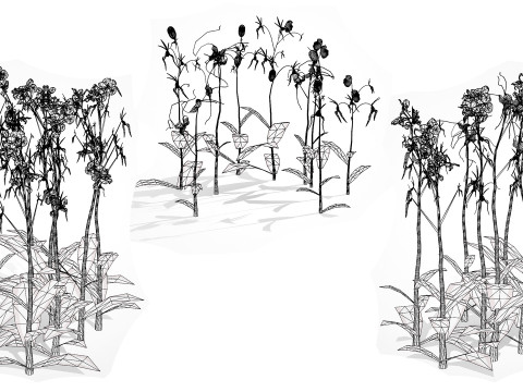 Ghost Orchid 3D Model