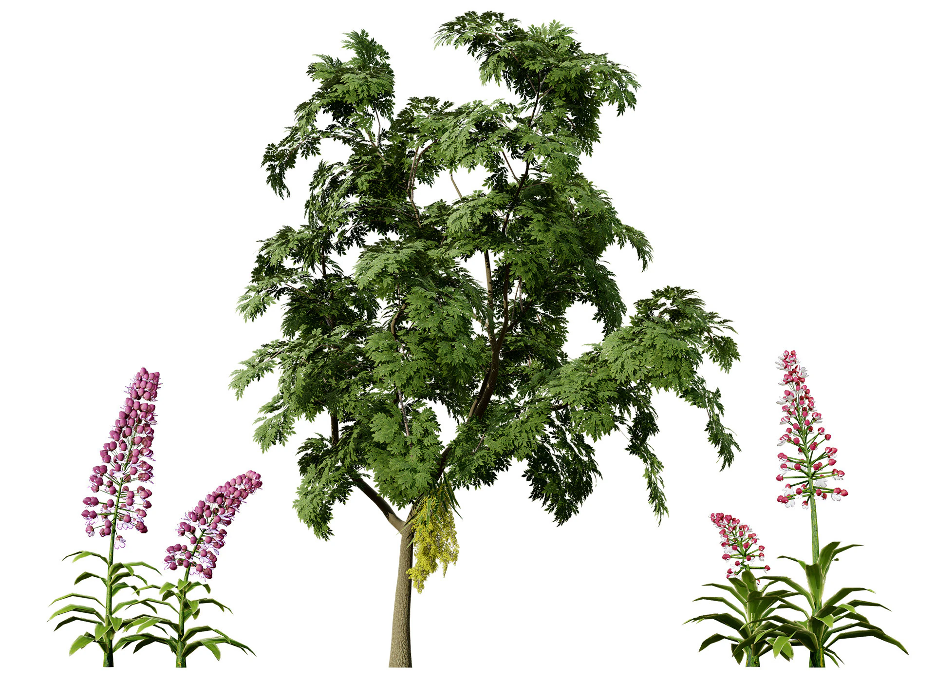 British Lady Orchid Plants Pack 3D Model .c4d .max .obj .3ds .fbx .stl .blend 