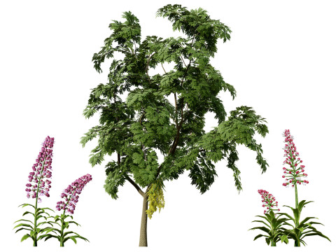 British Lady Orchid Plants Pack 3D Model