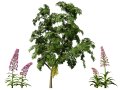 British Lady Orchid Plants Pack 3D Model