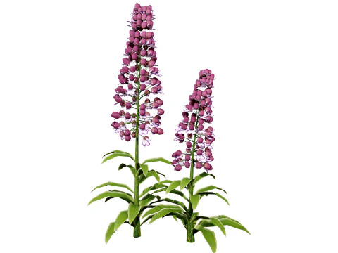 British Lady Orchid Plants Pack 3D Model