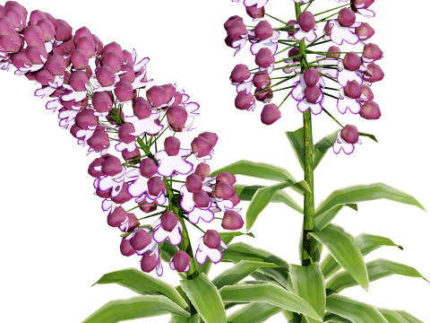 British Lady Orchid Plants Pack 3D Modell