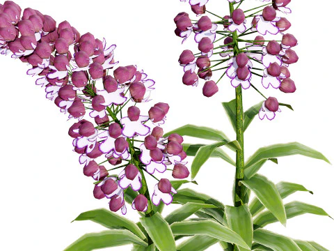 British Lady Orchid Plants Pack 3D Model
