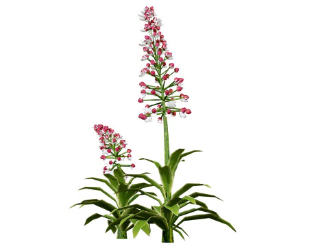 British Lady Orchid Plants Pack 3D Model