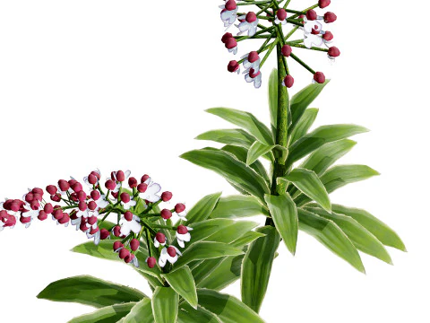 British Lady Orchid Plants Pack 3D Model