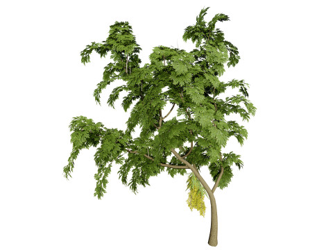 British Lady Orchid Plants Pack 3D Modell