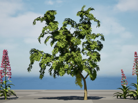 British Lady Orchid Plants Pack 3D Modell