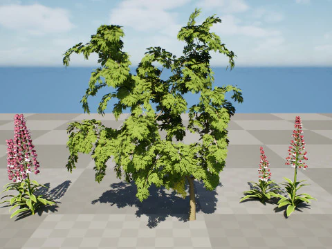 British Lady Orchid Plants Pack 3D Model