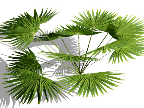 Game-Ready Tropical Foliage Pack Model 3D
