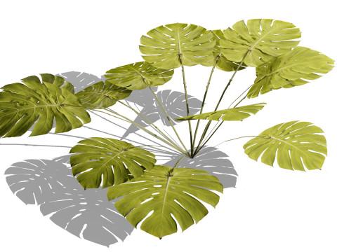 Game-Ready Tropical Foliage Pack Model 3D