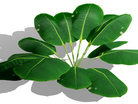 Game-Ready Tropical Foliage Pack Model 3D