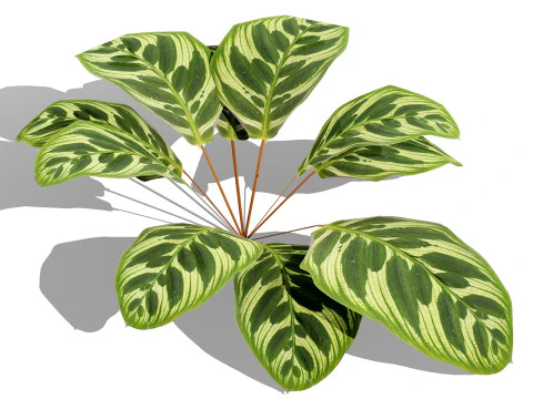 Collezione di foglie di piante tropicali pronte per il gioco Modello 3D