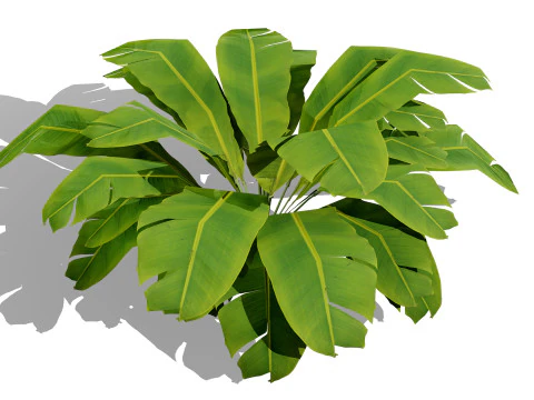 Collezione di foglie di piante tropicali pronte per il gioco Modello 3D