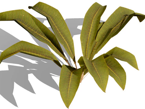 Collezione di foglie di piante tropicali pronte per il gioco Modello 3D