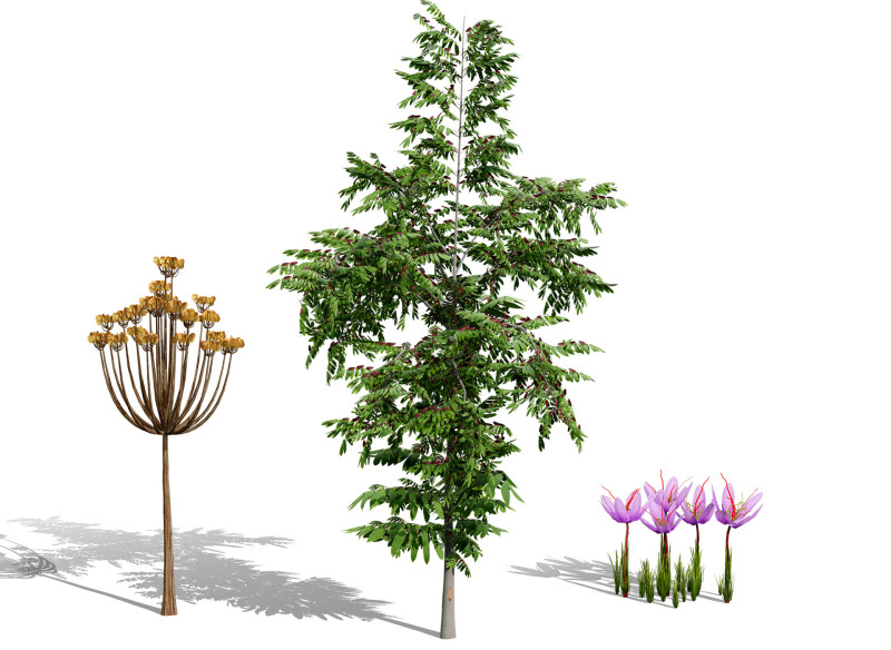 Photorealistic Moroccan Flora Collection 3D Модель .c4d .max .obj .3ds .fbx .stl .blend 