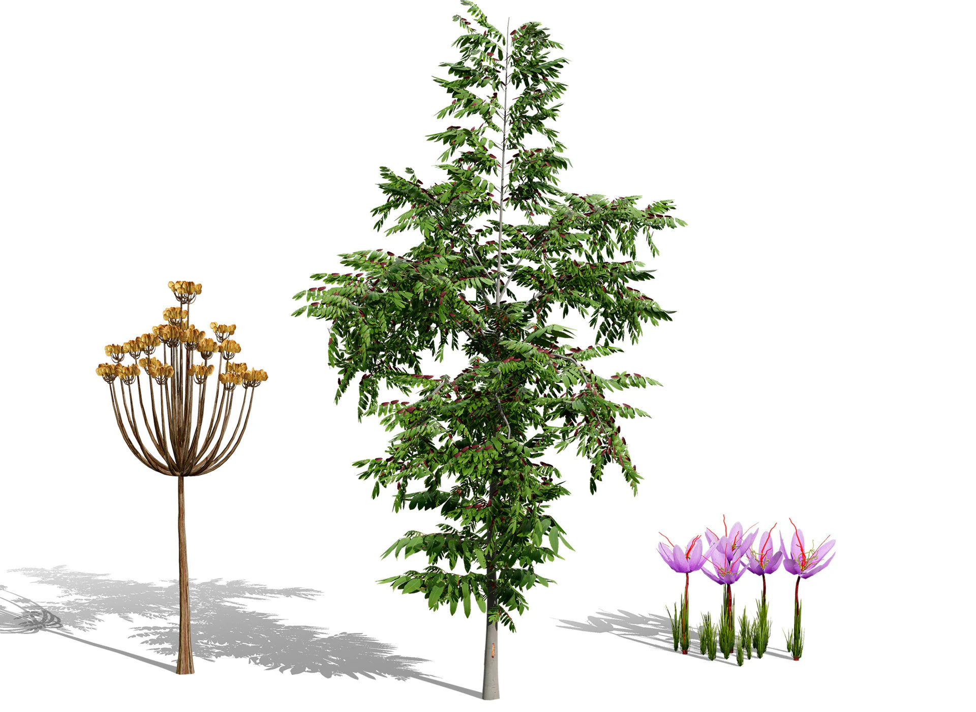 Photorealistic Moroccan Flora Collection 3D Model .c4d .max .obj .3ds .fbx .stl .blend