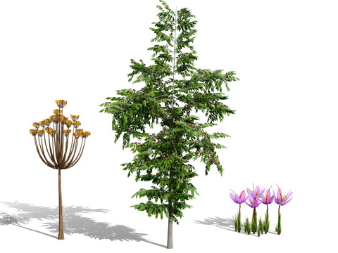 Photorealistic Moroccan Flora Collection Modello 3D