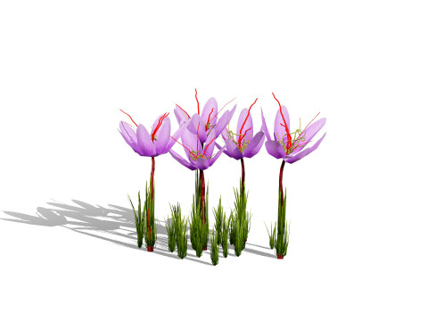 Photorealistic Moroccan Flora Collection 3D Модель