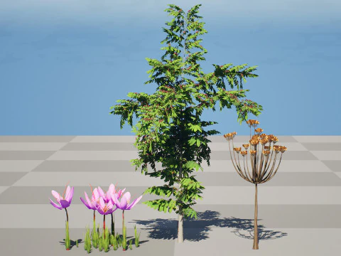 Photorealistic Moroccan Flora Collection 3D Model