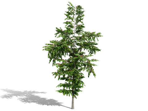 Photorealistic Moroccan Flora Collection 3D Модель