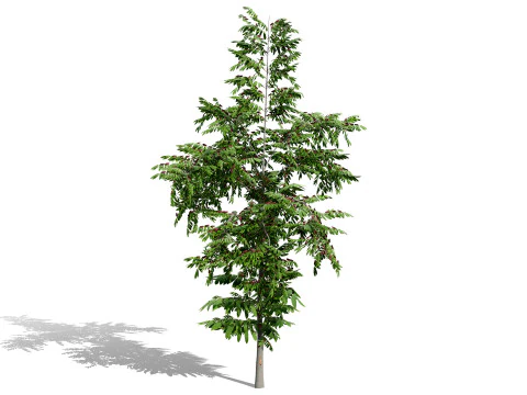 Photorealistic Moroccan Flora Collection 3D Model