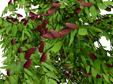 Photorealistic Moroccan Flora Collection 3D Модель
