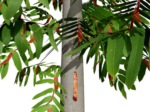 Photorealistic Moroccan Flora Collection 3D Модель