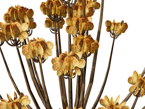 Photorealistic Moroccan Flora Collection 3D Модель