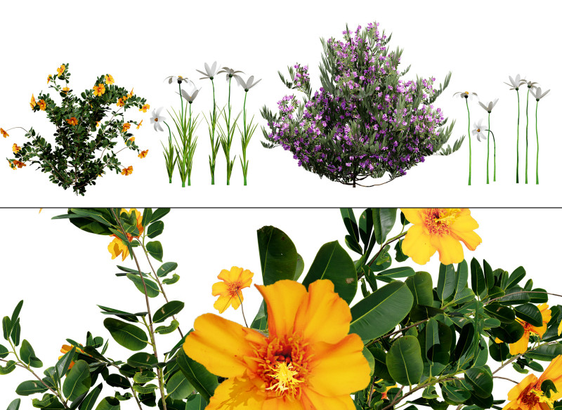 Photorealistic Moroccan Flora Pack Modelo 3D .c4d .max .obj .3ds .fbx .stl .blend 