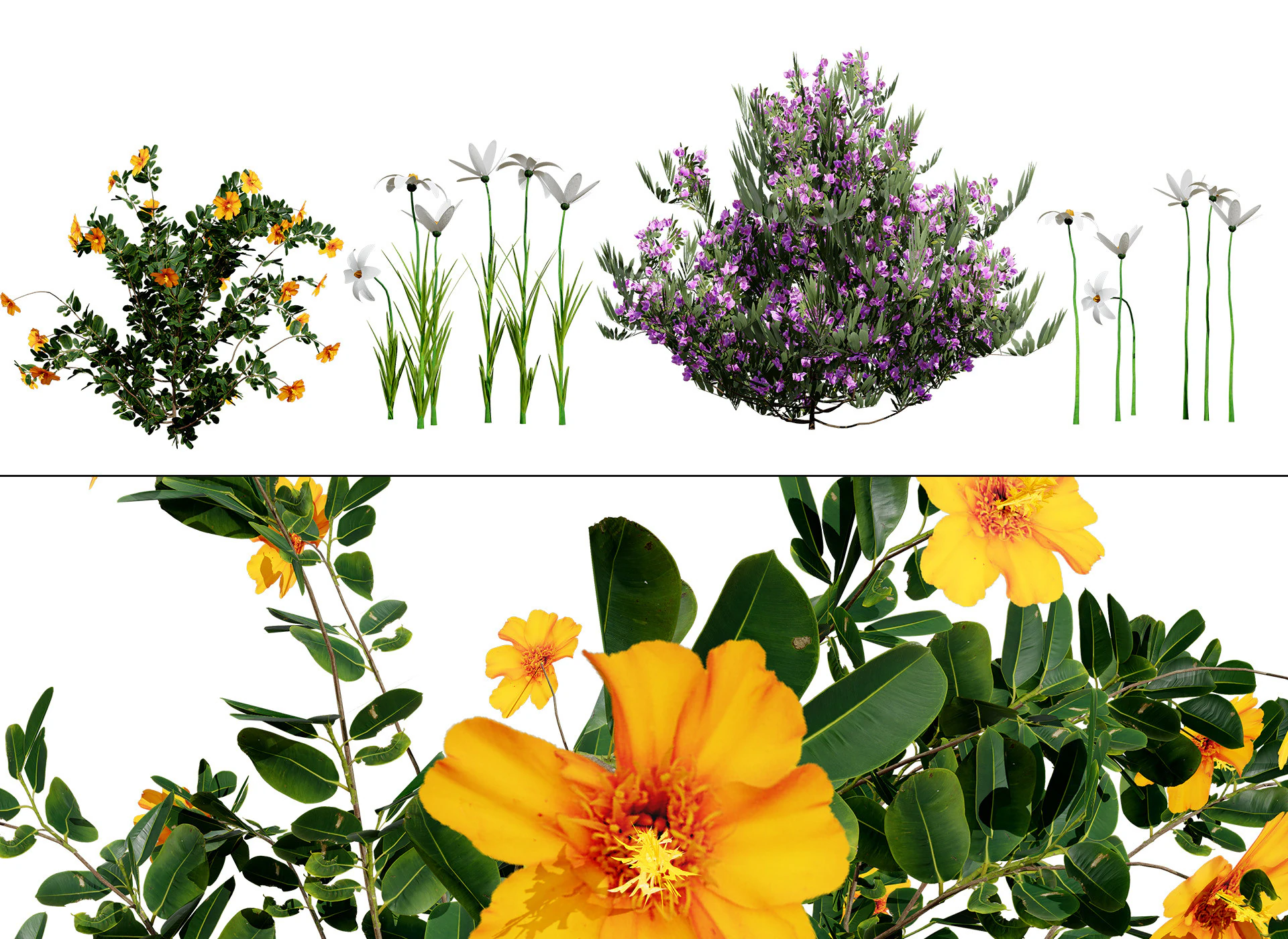 Pacchetto flora marocchina fotorealistica Modello 3D .c4d .max .obj .3ds .fbx .stl .blend