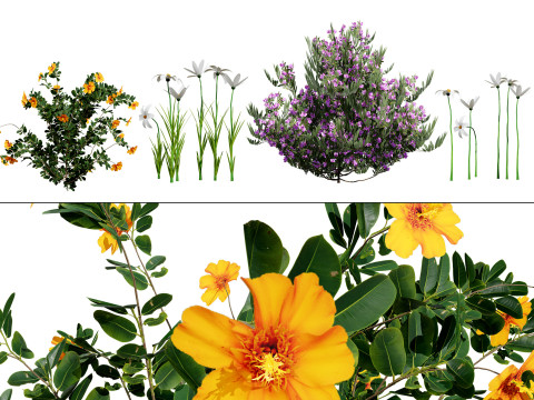 Photorealistic Moroccan Flora Pack Model 3D