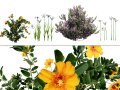 Photorealistic Moroccan Flora Pack Modelo 3D