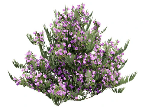 Pacchetto flora marocchina fotorealistica Modello 3D