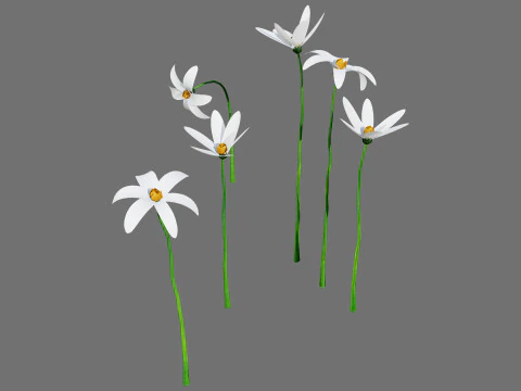 Pacchetto flora marocchina fotorealistica Modello 3D